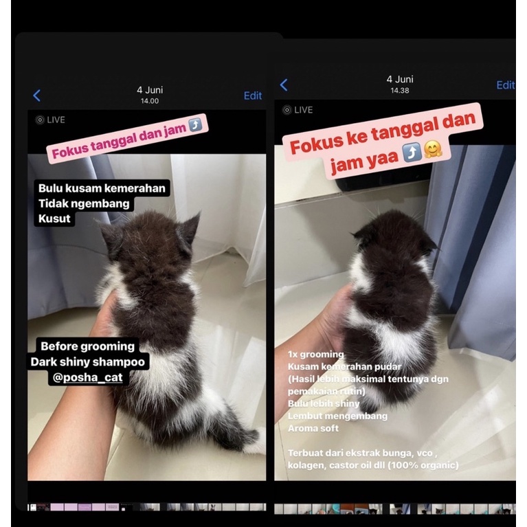Posha_cat Dark shiny shampoo kucing | shampo kucing warna gelap | atasi kusam | shampo kucing hitam