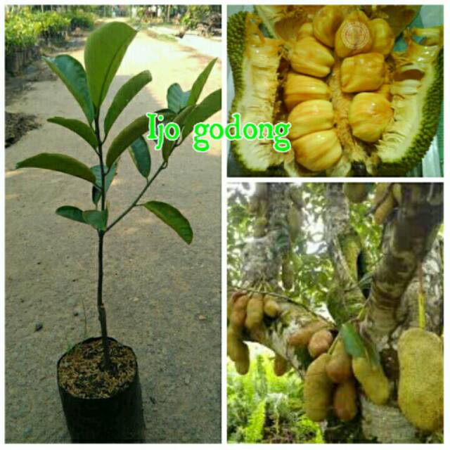 Bibit cempedak