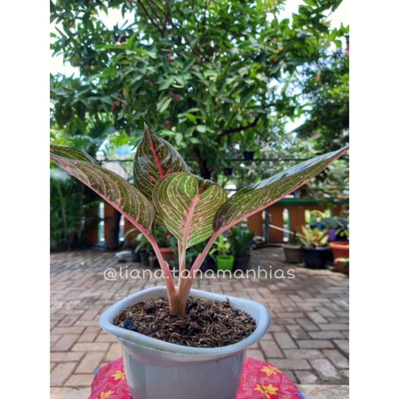 AGLONEMA LEGACY HIJAU