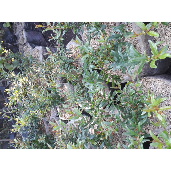 I1F Bibit Delima / Delima / Bibit Buah Delima