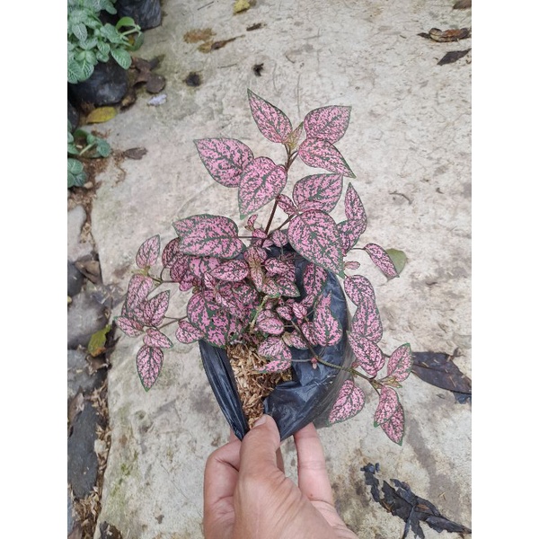 tanaman hias hypiostes daun pink