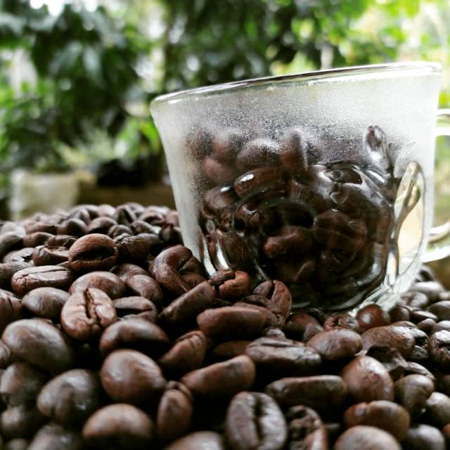 

Kopi roasted robusta Muria