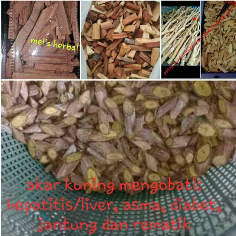 

Akar kuning kalimantan