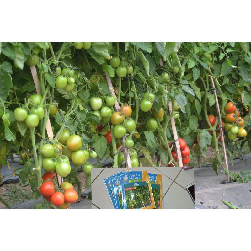 BENIH TOMAT NIKITA F1 DARI TUNAS AGRO