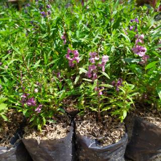 Pohon Lavender  Anti Nyamuk  Tanaman Bunga  Lavender  