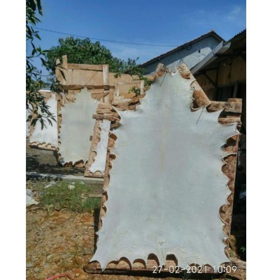 Ayo Beli /
ZnL kulit kambing kulit lembaran bahan rebana hadroh kulit bedug jumbo kulit kambing reba