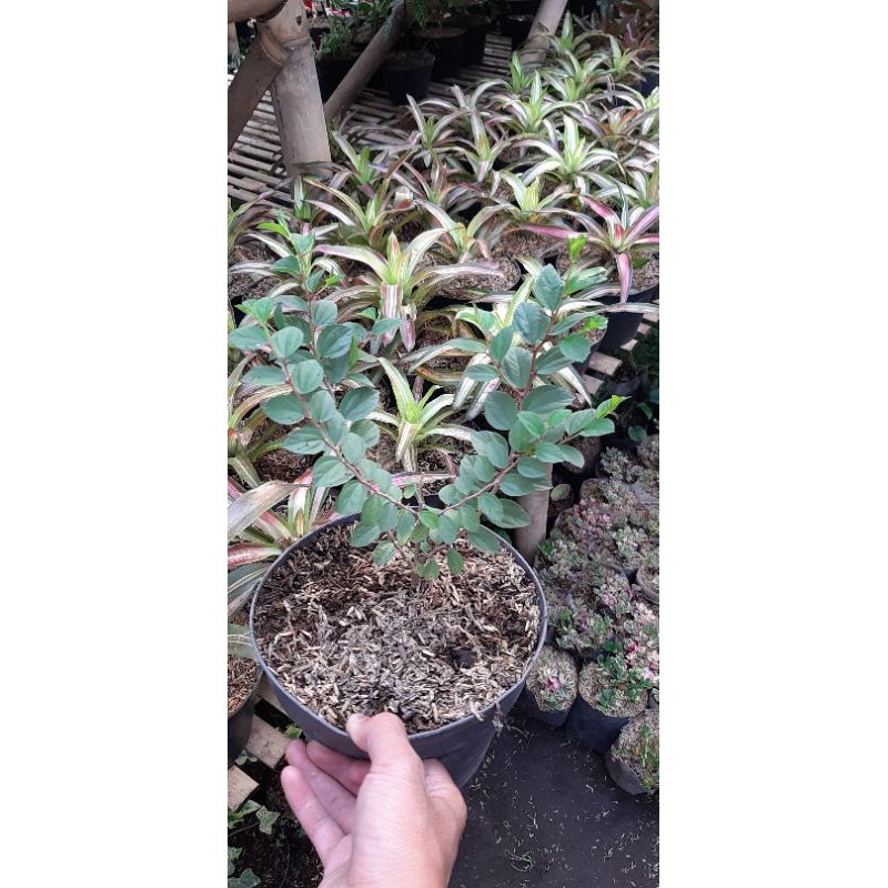 Tanaman Herbal Bidara Arab