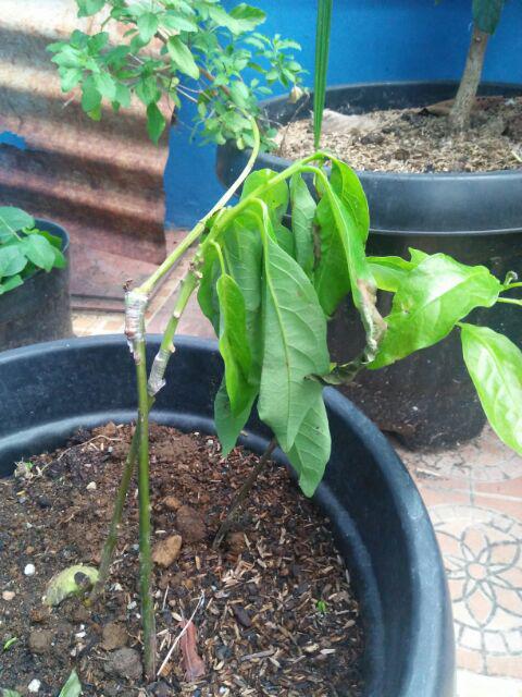 Termurah/ Paling Murah Pakettt 3batang Bibit Tanaman Buah Alpukat Lam Hass