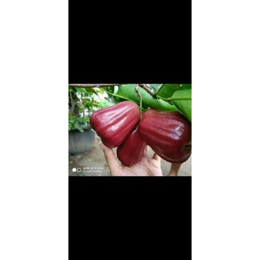 CANGKOK JAMBU AIR CITRA