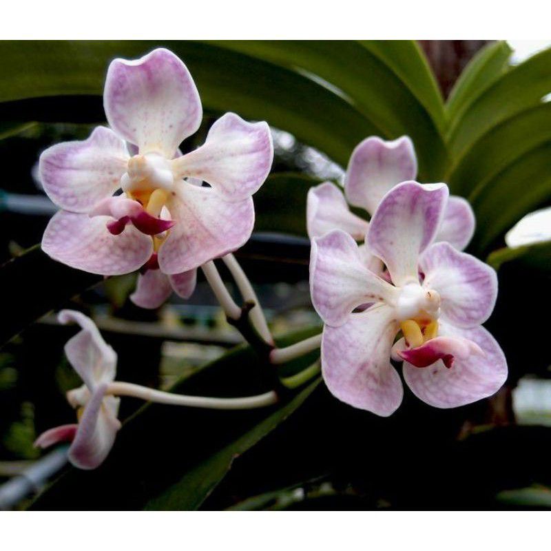 PROMO!!! MACAM TANAMAN HIAS ANGGREK VANDA MURAH