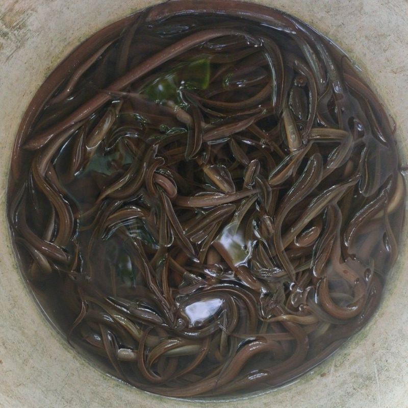 

Ikan Belut Segar Air Sawah Ukuran kecil Langsung Dari Alam