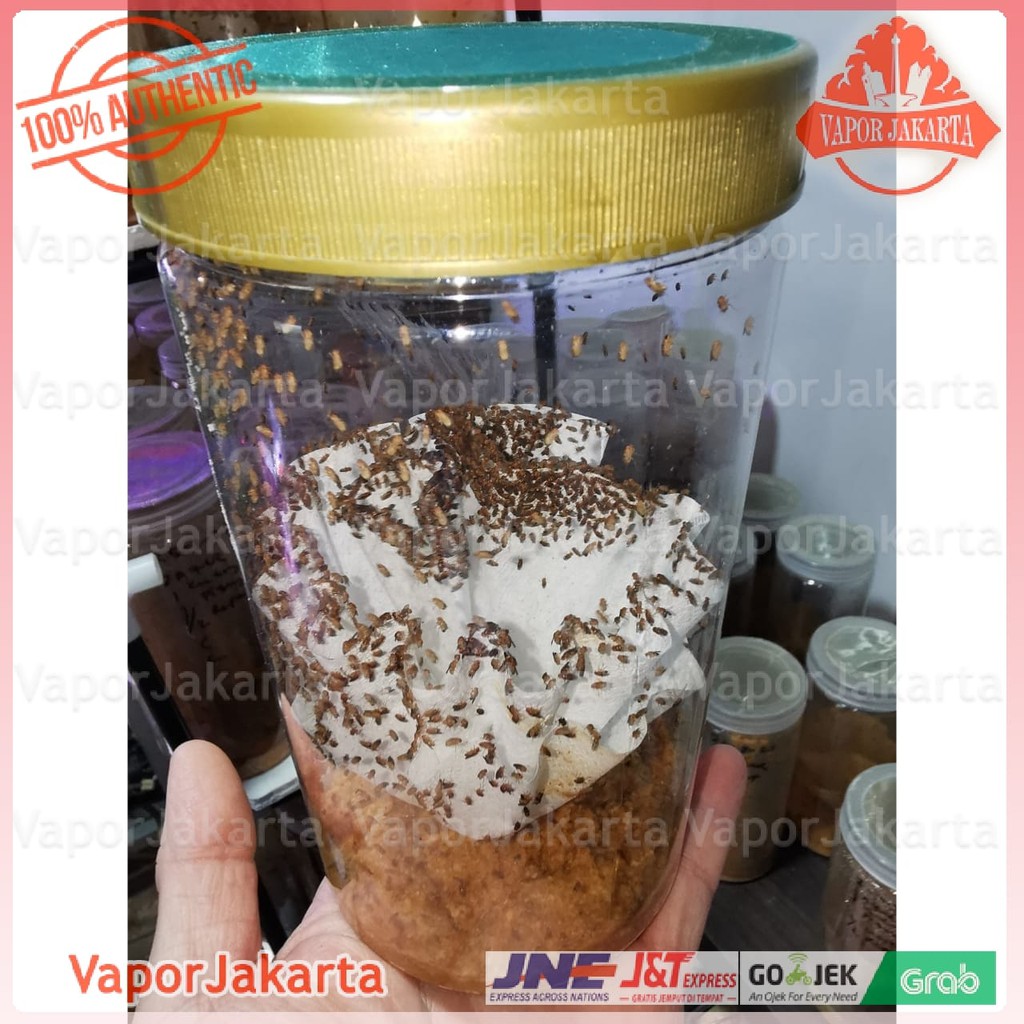 Drosophila Melanogaster Lalat Buah - Dart Frog (READY STOCK)