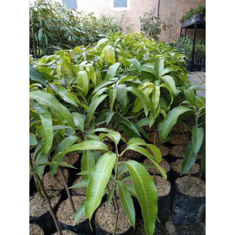 

mangga cingojaya