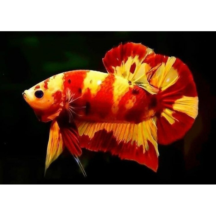 Ikan Cupang Nemo / Leopard / Emerald / Classic / Beli 5 Gratis 1 / Gratis Daun Ketapang / Import