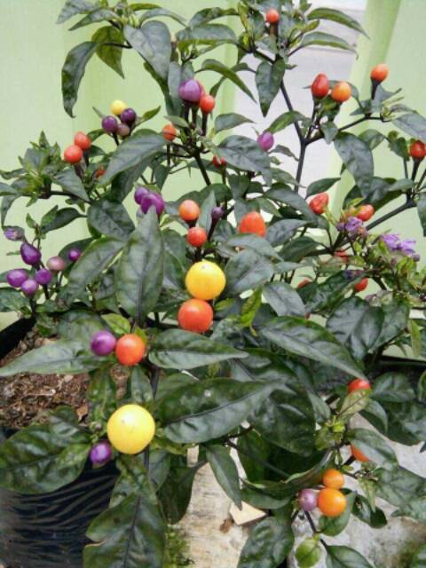 Benih cabe Bolivian Rainbow ( cabe pelangi )