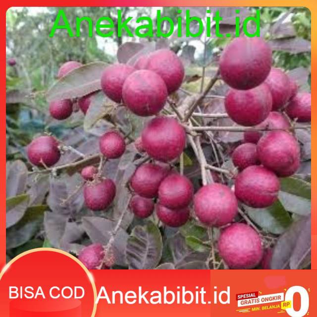 

Kelengkeng merah berbunga Ruby longan (BISACOD)