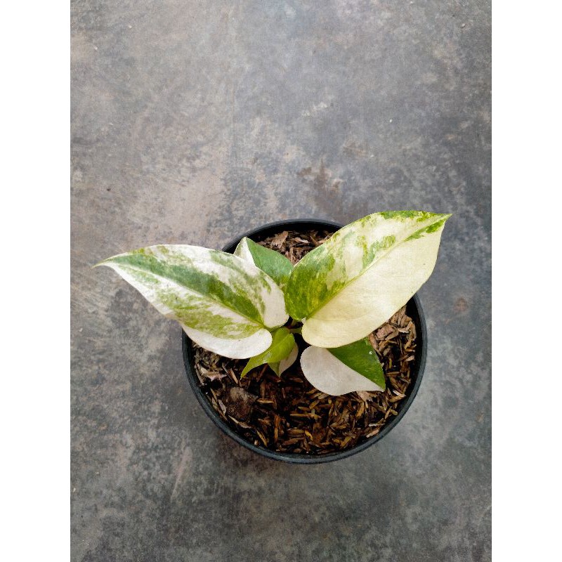 anthurium hokeri varigata