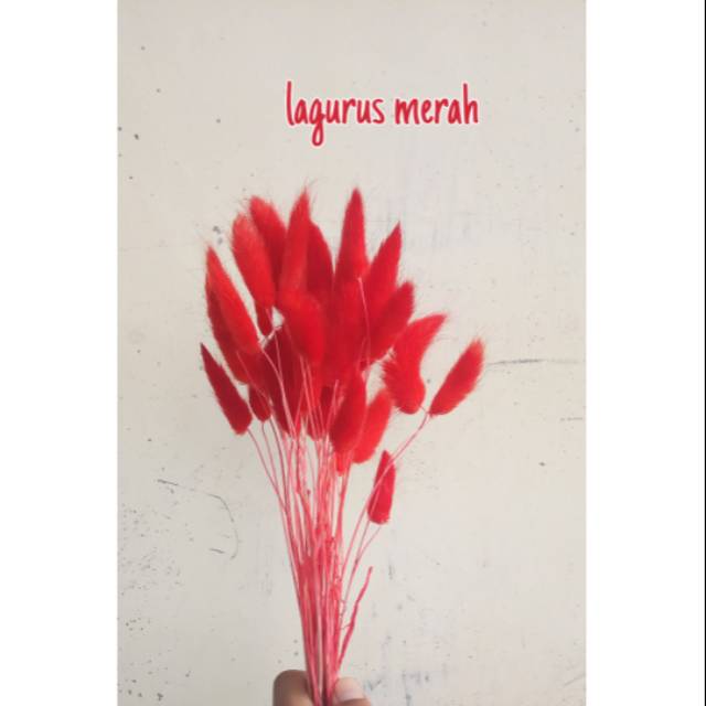 Lagurus merah , bunga kering lagurus merah, dried flower