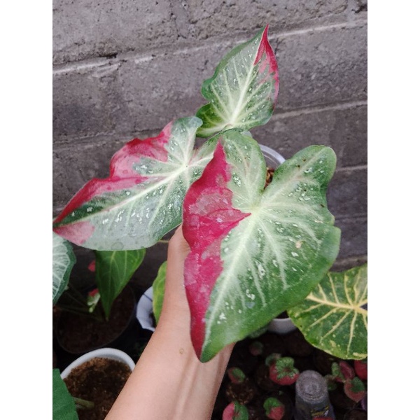 bibit tanaman hias keladi/ caladium shycool /keladi cat tumpah
