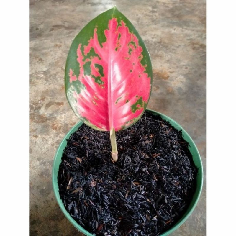MURAH ANAKAN/BABY AGLONEMA SUKSOM STANG PANJANG DAUN 1/2