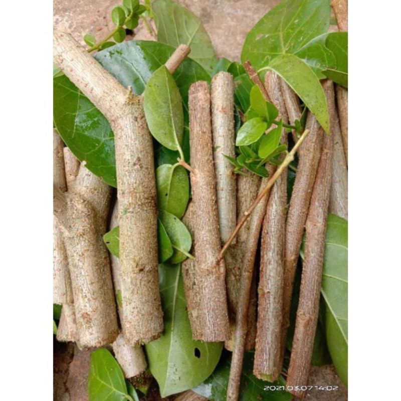 500gr stek Sancang bahan campur besar sampai kecil deameter acak