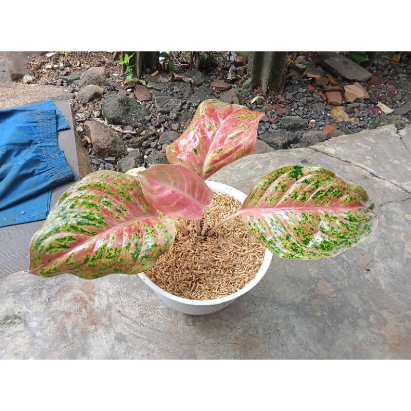 aglonema Wulandari lokalan tanian lokal asli