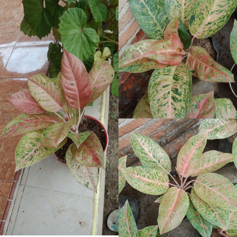 Aglonema Bigroy mutasi