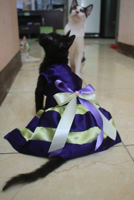 Dress ungu strip kuning lucu untuk kucing dan anjing murah meriah size S-XL