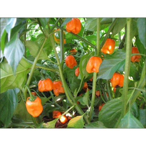 Benih-Bibit Cabe Habanero Orange (Haira Seed)