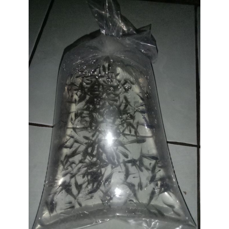 Pakan ikan predator/Ikan cere