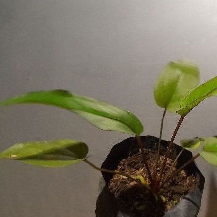 Tanaman hias antorium hokeri hitam