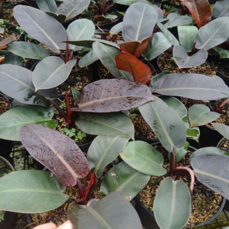 philodendron black cardinal asli super tanaman hias philodendron black cardinal