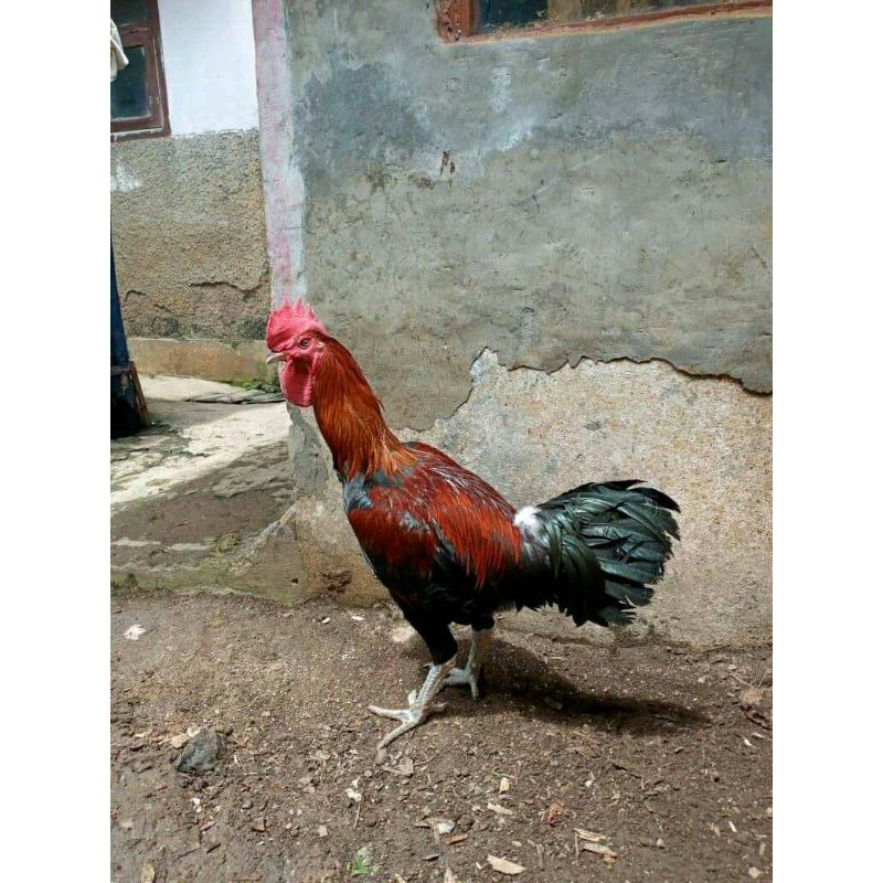 ayam pelung jumbo