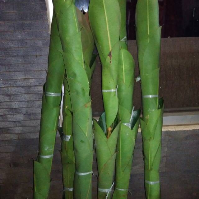 Pohon karet kebo hijau