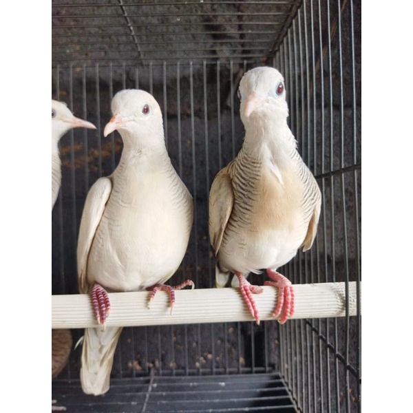 Burung Perkutut Putih