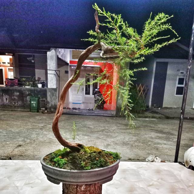 Bonsai Sapu Sapu Cucur Atap Shopee Indonesia