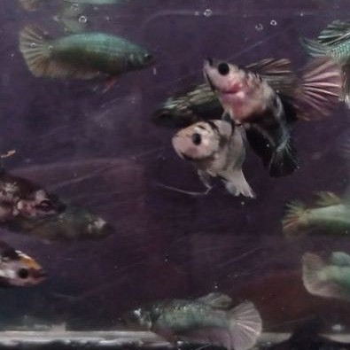 cupang avatar cooper gold bahan