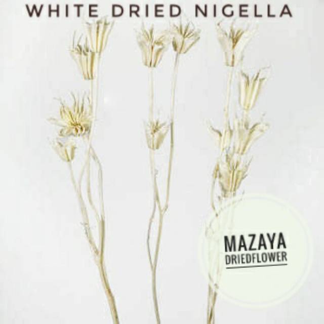 WHITE DRIED NIGELLA