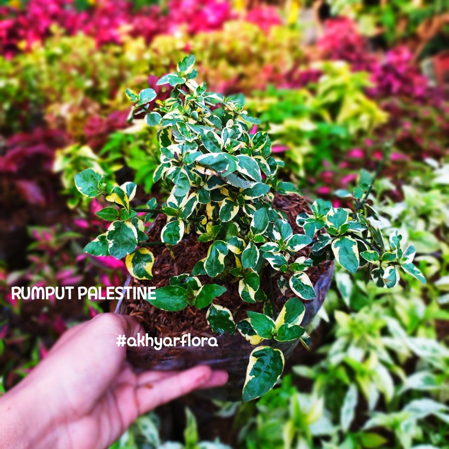 Rumput Palestine Tanaman Hias