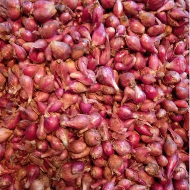 

Bawang merah brambang