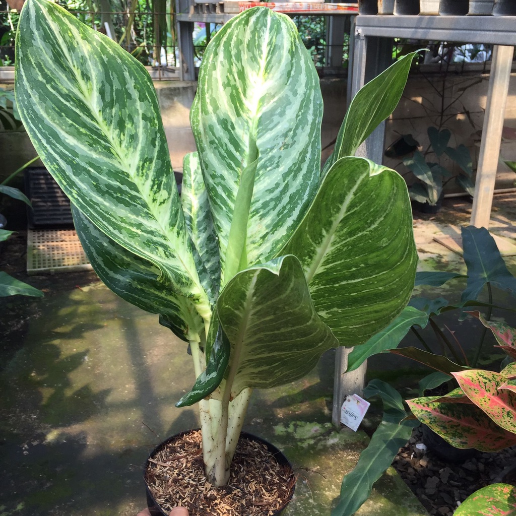 Tanaman Hias Aglonema Green Giant / Tanaman Hidup / Tanaman Aglonema