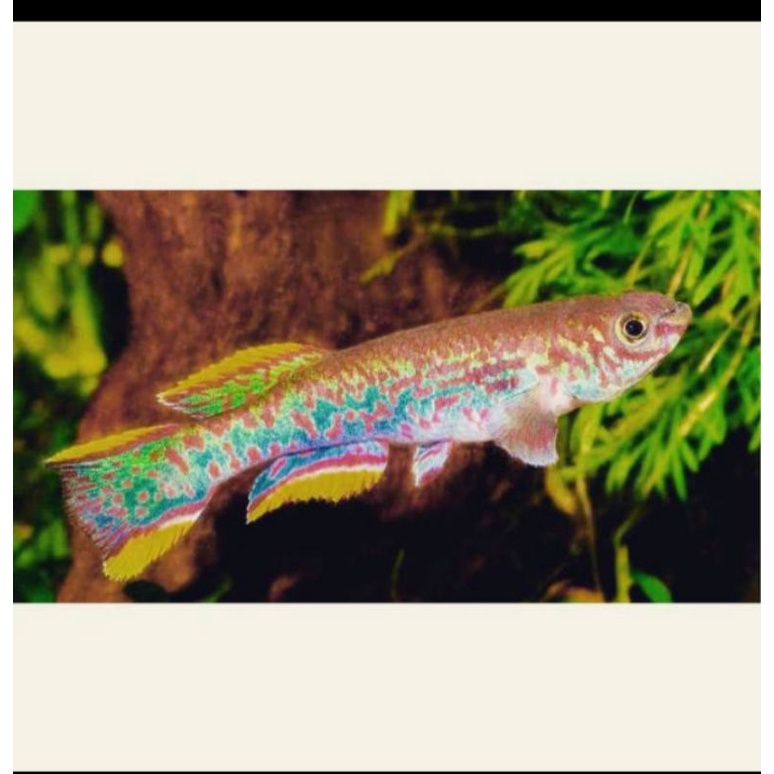 gardneri killifish