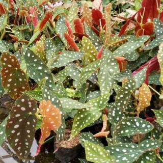 Tanaman hias Begonia  polkadot  anggel wing Shopee Indonesia