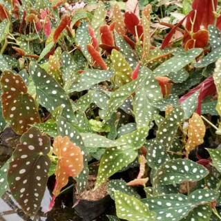  Tanaman hias Begonia polkadot  anggel wing Shopee Indonesia