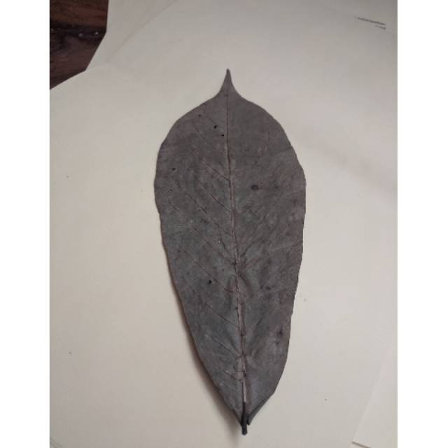 

Daun taguh sahari