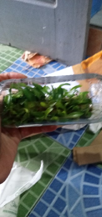 Anggrek Botol Dendrobium Melintir Hybrid