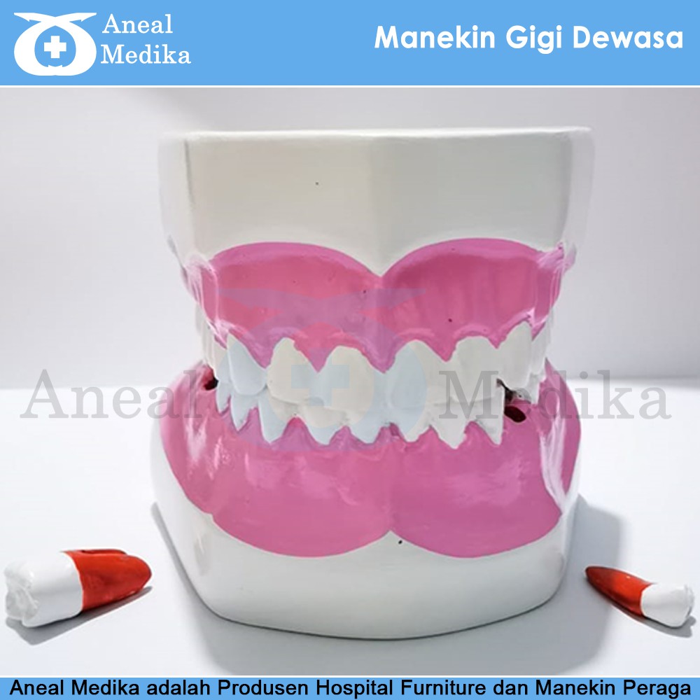 Manekin Gigi Dewasa - Manekin Peraga Lokal