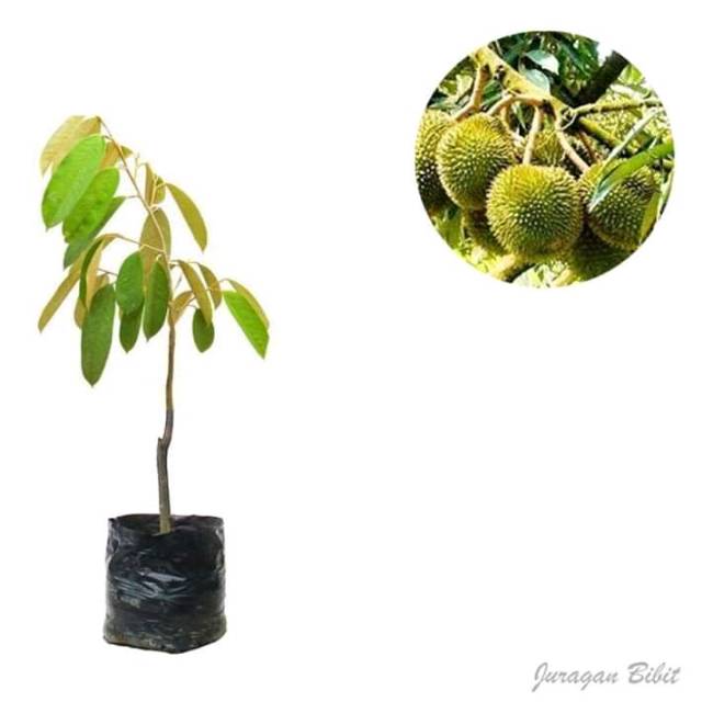 Bibit durian tembaga kaki 1 super