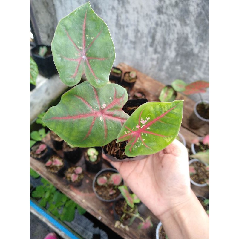 Anakan Keladi Caladium Caroline Worton
