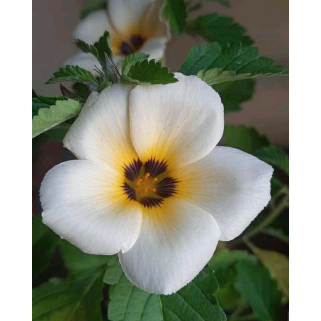 BUNGA YOLANDA PUTIH (Myosurus L. Ranunculus) - Grosir Yolanda / Tanaman Hias Yolanda / Bibit Bunga Yolanda